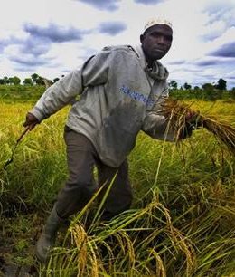 Rice cultivator in Bagré, Burkina Faso