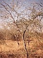 Gum arabic from the acacia tree