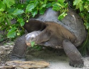 Giant tortoises are found in the wild on Curieuse, Seychelles