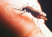 Malaria mosquito. Photo (c): WTO/TDR