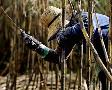 Productores de etanol en Brasil