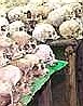 Genocide Memorial